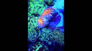 lobophyllia meerwasseraquaristik marineaquarium saltwateraquarium aquarium coralreef [upl. by Sherborne588]