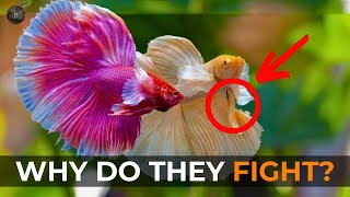 Siamese Fighting Fish Betta Splendid Facts You Never Knew [upl. by Jaddan]