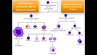 Immunology  introduction [upl. by Sumer]