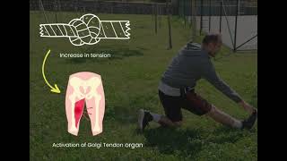 Understanding the Golgi Tendon Reflex How It Protects Your Muscles  Part 14 [upl. by Anirol766]