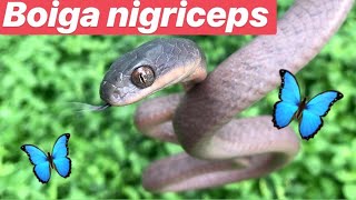 Boiga nigriceps Black Headed Cat Snake [upl. by Titania]