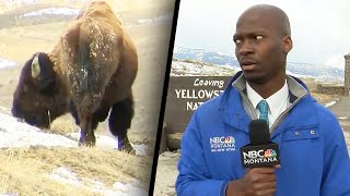 Reporter Bolts Because Bison Starts Staring at Him [upl. by Brnaba542]