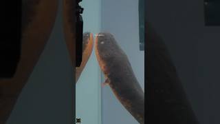 electric eel fish can killyou😱😱😱 amazingfacts youtubeindia factsinhindi youtubeshorts [upl. by Jada17]