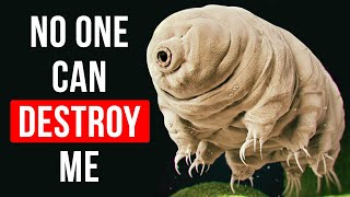 Meet the Immortal Creatures on Earth Tardigrade [upl. by Lleinnad73]