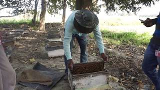 beekeeping in india full process and differences in queen bee and drone bee [upl. by Hedva]