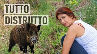 Orto a LUGLIO Disastro CINGHIALI 🐗 [upl. by Aislehc]