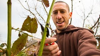 How To Prune BLACKBERRIES For Better Harvests [upl. by Cissiee]