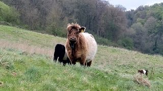 Springtime Belted Galloway Cattle III  19 Mothers amp 19 Little Ones 🐮 [upl. by Krause257]