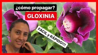 🔥 Aprende cómo REPRODUCIR GLOXINIA Fácil y Rápido  ✅ [upl. by Monto]