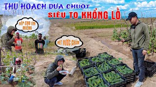 Quanglinhvlogs  Thu Hoạch Vườn Dưa Chuột Đột Biến Tại Quang Linh Farm  Trở Lại Công Việc [upl. by Ainatnas]