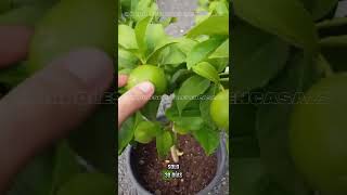 😱Cultiva como un agricultor Árboles Frutales en maceta y disfruta de deliciosas frutas todo el año🍋 [upl. by Arimak605]