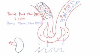 Renal Blood Flow RBF and Renal Plasma Flow RPF [upl. by Loesceke]