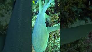 Cozumel nurse sharks cozumel scubadiving gopro [upl. by Akihc]