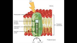 Photosynthesis Part 1 [upl. by Alina]