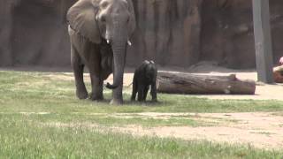 Baby Elephant Tries to Keep Up With Mom [upl. by Acisej435]