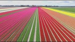 Tulipas na Holanda Parte 1 [upl. by Nedmac]