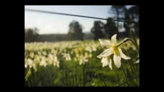 Daffodils Song Wordsworths poem [upl. by Aber193]