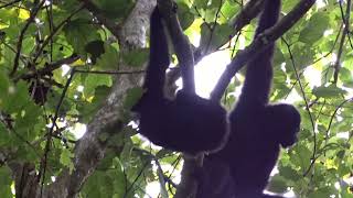 Western Hoolock Gibbons Kaziranga National Park Kaziranga Assam [upl. by Mia695]