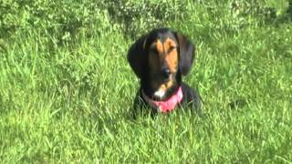 VICIOUS ATTACK BY DACHSHUND SAUSAGE DOG [upl. by Raskind]