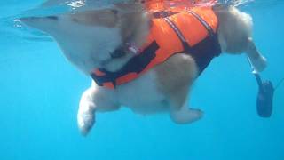 Dog paddle underwater  いぬかき 水中撮影 20110705 GoroWelsh corgi [upl. by Betz]