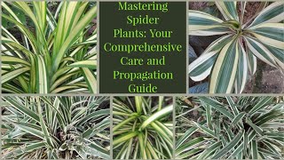 Mastering Spider Plants Your Comprehensive Care and Propagation Guidenature lovernature amazing [upl. by Alyakem584]