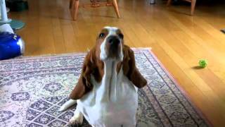 HAL basset hound  his Monday routine [upl. by Tobie414]