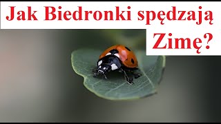 Jak Biedronki przygotowują się do Zimy [upl. by Alokin]