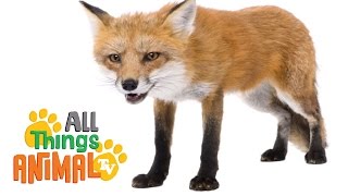 FOX   Animals For Kids  All Things Animal TV [upl. by Hanas]