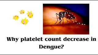 Why platelet count decrease in dengue ll Thrombocytopenia ll [upl. by Ahcas819]