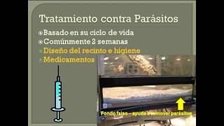 Tutorías Medicina de Anfibios Parasitismo en anfibios diagnosis y tratamiento [upl. by Leuamme262]