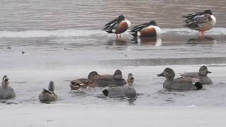 Gadwall duck [upl. by Lasyrc]