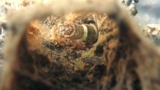 Hydrdopsychid caddisfly feeding [upl. by Acinoda]