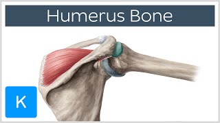 Humerus Bone  Anatomy Definition amp Function  Human Anatomy  Kenhub [upl. by Marquita]