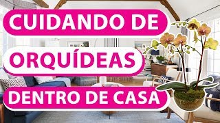 COMO CUIDAR DE ORQUIDEAS DENTRO DE CASA 🤗🏠 [upl. by D'Arcy]