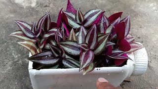 How To PropagateGrow Wandering JewTradescantia Zebrina Plant Using Stem Cutting [upl. by Kcaz168]