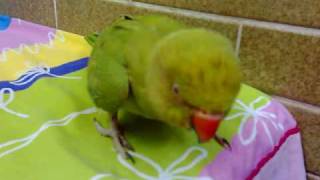 Parrot playing angry bird [upl. by Edveh]