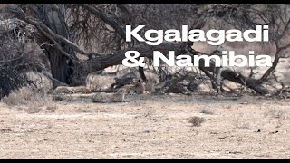 Kgalagadi amp Namibia Part 3 Nossob to Twee Rivieren [upl. by Aidekal544]