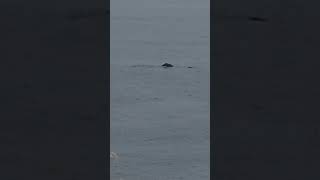 July 16 2024 Whales Normally you dont find that many [upl. by Tnarg]