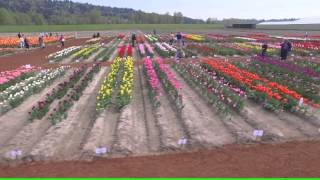 Holland America Bulb Farm 4k [upl. by Schram]