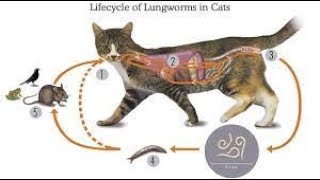 Can cats get lungworm [upl. by Sivehc96]