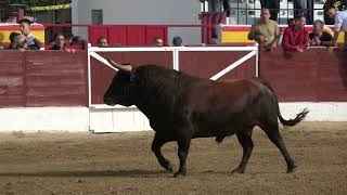 😍 ENCIERRO ESPECTACULARES TOROS BRAVOS  VILLAREJO DE SALVANES 2022 [upl. by Spielman]