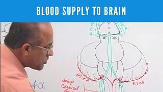 Blood flows out and cerebrospinal fluid flows into the sleeping brain  Science News [upl. by Negriv]