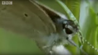 Butterfly Eggs and Caterpillar Survival  Life In The Undergrowth  BBC [upl. by Muirhead32]