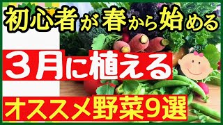 【シーズン到来】3月に初心者が植えられる野菜と種！プランターでも栽培できるイチ押し野菜を徹底解説♪家庭菜園・植え付けカレンダー [upl. by Aelyak]