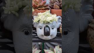 Graptopetalum Mirinae Variegata in a koala planter  bikolanahardinera shortvideo koala succulent [upl. by Jessalyn]