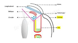 Introduction to the cholinergic system [upl. by Archibald]