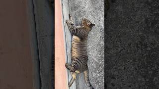 Laziest cat 🤣🤣 cat crazy Chandra the Life [upl. by Akehsar]