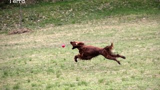 【里親で迎えた犬】【美しい森でフリー運動】Spring Run Irish Setter [upl. by Delmor846]