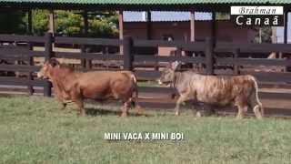 Mini Vaca e Mini Boi  Fazenda Canaã [upl. by Atteragram]