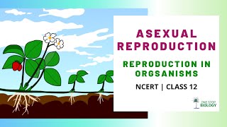 Asexual Reproduction  Reproduction in Organisms  NCERT  Class 12  Chapter 1  One Stop Biology [upl. by Ainet]